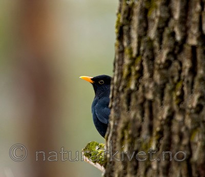 BB 05 0057 / Turdus merula / Svarttrost